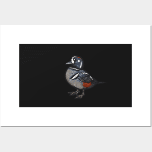 Harlequin Duck Posters and Art